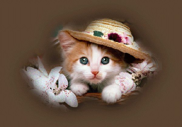 chat au chapeau