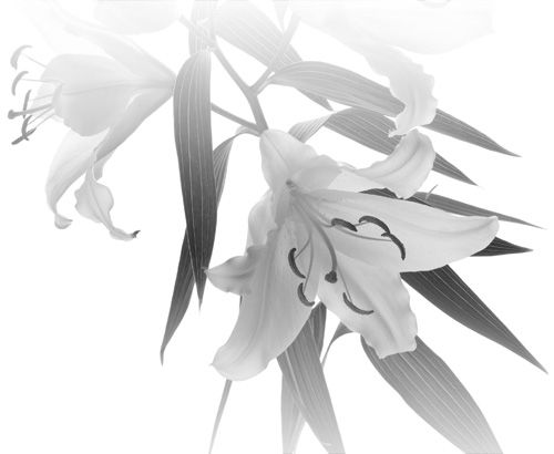 Phân ưu. Qpfk9dz0